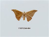 藏品(虎皮楠帶鉤蛾 )的圖片